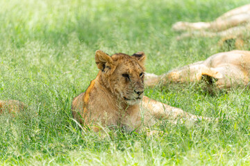 A female lion resting on the grassy savanna at Maasai Mara National Reserve in Kenya. 