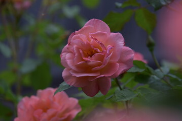 rose flower