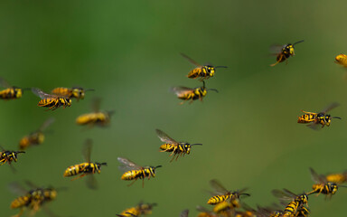 swarm of dangerous insects wasps flying in summer garden on green background