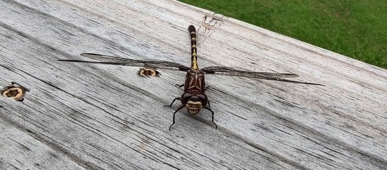 Dragonfly on wood