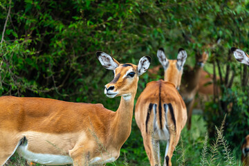 Fototapeta premium Herd of Impalas eating from a bush at the Maasai Mara, Kenya.