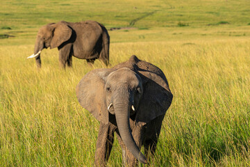 Obraz premium Cute Baby Elephant walking and eating grass at the Maasai Mara Reserve in Kenya. 
