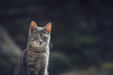 Portrait of a tabby cat with green eyes. Selective focus.