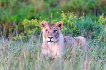 Female Lioness Gazing through tall grass of the African Savanna. Maasai Mara, Kenya.