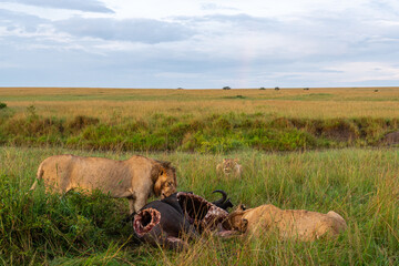 Pride of Lions Eating A Dead African Cape Buffalo in the Maasai Mara, Kenya.