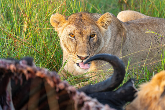 A lion licking their lips while resting next to a fresh kill, her gaze intense amid the tall grasses of the savannah