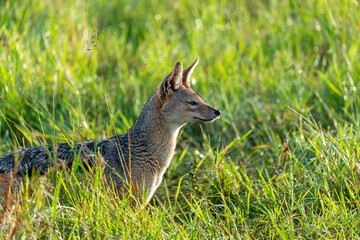 Close-up video of a Black-Backed Jackal scavenging for food at the Maasai Mara, Kenya. 