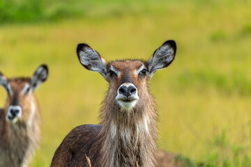 Close-up of a female Waterbuck in the Maasai Mara, Kenya.