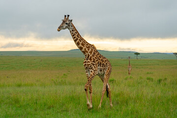 Giraffe walking across the open savanna at sunset. Maasai Mara, Kenya.