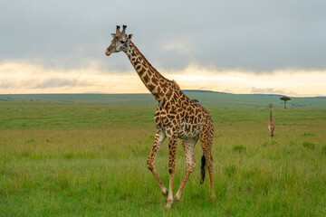 Giraffe walking across the open savanna at sunset. Maasai Mara, Kenya.