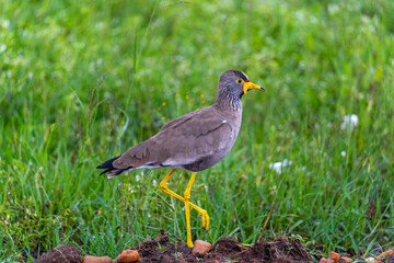 Close-up of an African Wattled Lapwing walking in the Maasai Mara of Kenya.