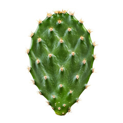 Prickly Pear Cactus Pad Green Desert Plant Botanical,