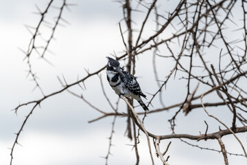 A pied kingfisher perched on a thorny branch over Lake Naivasha, Kenya.