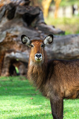 Close up of a Waterbuck along the shores of Lake Naivasha on Crescent Island. 