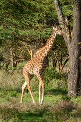 A wild Giraffe walking through the thick brush of Crescent Island Game Sanctuary, Kenya. 