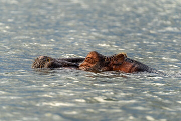 Obraz premium A hippopotamus or hippo partially submerged in the water of Lake Naivasha in Kenya.