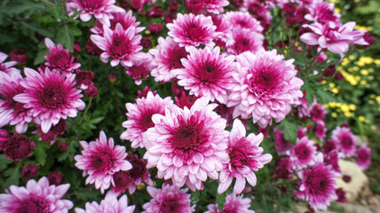 Yellow, pink, white and red flowers Chrysanthemum indicum or Indian Asteraceae family, in the...