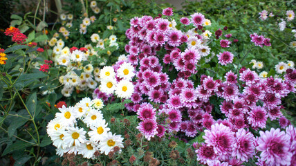 Obraz premium Yellow, pink, white and red flowers Chrysanthemum indicum or Indian Asteraceae family, in the garden or landscape architecture design, close up photos, blurry background