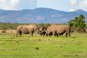 Obraz premium Two Male Southern White Rhinos aggressively Fighting while surrounded by other Rhinos. Ol Pejeta Conservancy, Kenya.