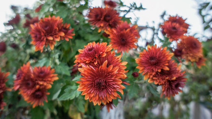 Yellow, pink, white and red flowers Chrysanthemum indicum or Indian Asteraceae family, in the...