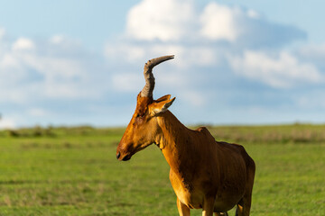 Hartebeest antelope standing on the African savanna at Ol Pejeta Conservancy, Kenya.