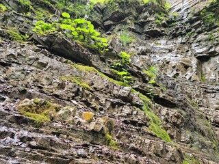 Wet rock covered with vegetation