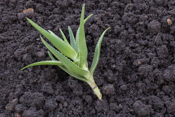 Aloe vera plant growing in the soil, high angle view