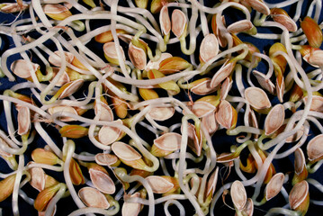 many sprouted pumpkin seeds spread out on the surface