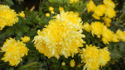 Yellow, pink, white and red flowers Chrysanthemum indicum or Indian Asteraceae family, in the garden or landscape architecture design, close up photos, blurry background