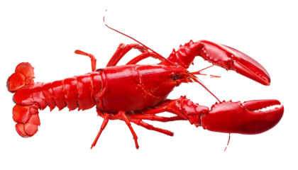 Whole red cooked lobster isolated on transparent background