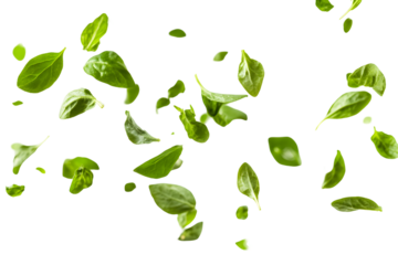 Chopped dry oregano flying, kept on white or transparent background