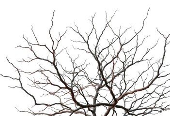 Obraz premium Bare, gnarled branches isolated against a pure white backdrop, environment, art