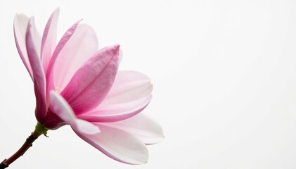 Close-up of delicate magnolia flowers with pink petals against a pure white background, bloom, pure