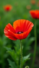 Fototapeta premium Close-up of delicate red poppy petals against green foliage, summer, vibrant, flowers