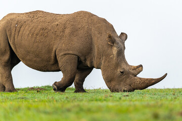 Obraz premium Southern White Rhino walking and grazing on grass, Ol Pejeta Conservancy, Kenya. 