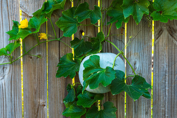 green leaves on wooden background