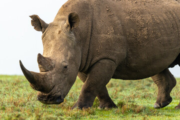 Obraz premium Southern White Rhino walking and grazing on grass, Ol Pejeta Conservancy, Kenya. 