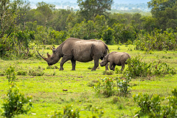 A mother rhinoceros and her calf strolling through the lush greenery of Ol Pejeta Conservancy, Kenya.