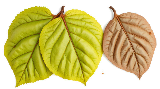 Organic dry barks of Indian Jalap or Nishodh or Operculina turpethum isolated on white background