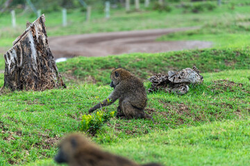 Close-up of an Olive Baboon eating grass at Ol Pejeta Conservancy, Kenya. 