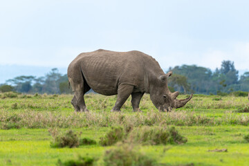 Obraz premium An African Southern White Rhino Grazing on Grass at Ol Pejeta Conservancy, Kenya.