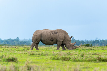 Fototapeta premium An African Southern White Rhino Grazing on Grass at Ol Pejeta Conservancy, Kenya.