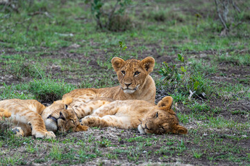 A young lion cub lies among a sleeping pride of lions in the grasslands of Ol Pejeta Conservancy, Kenya
