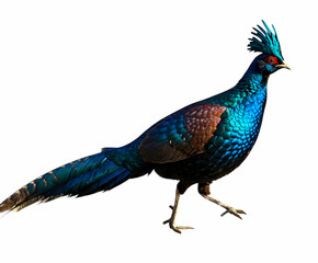 Obraz premium Closeup View of a Beautiful Bird with Vivid Plumage Isolated on a White Background