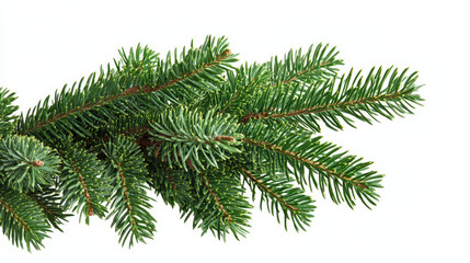 Obraz premium Pine trees and red berries