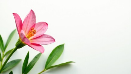 Focal point green stem isolated on white background, plants, flower arrangement