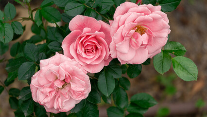 Beautiful Pink Roses in Bloom Against a Natural Green Leaf Background
