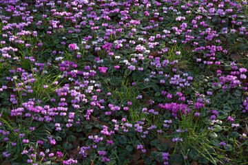 carpet of flowering winter cyclamen.