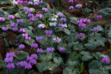 Beautiful winter flowering cyclamen