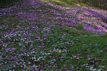 swathes of cyclamen on a grassy slope
